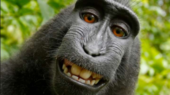 http://www.iflscience.com/plants-and-animals/photographer-being-sued-by-a-monkey-over-its-selfie-is-now-broke/